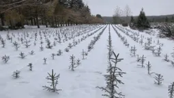 Як на Волині вирощують ялинки на Новий рік і скільки вони коштують (фото)