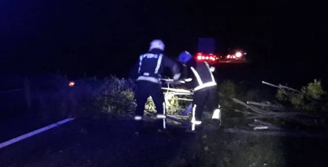 На Волині сильний вітер повалив на дорогу дерево (фото)