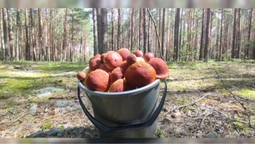 Корисний для серця та захищає від раку: на Волині цілющий гриб захоплює ліси (відео)