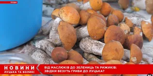 Від білих і красноголовців до зелениць і рижиків: на луцькому ринку – грибний ажіотаж (відео)