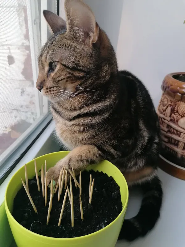 Затишок у домі чи коти
