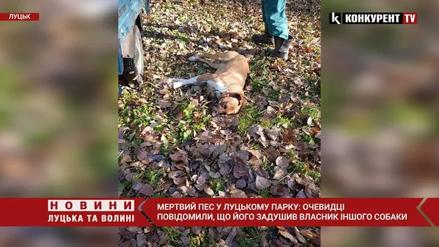 Мертвий пес у луцькому парку: хто є винуватцем (відео)
