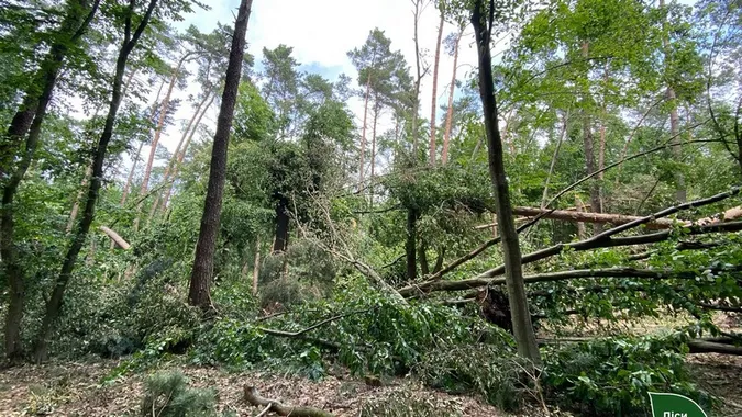 Буревій «пройшовся» по волинських лісах: показали, що залишилось після негоди (фото)