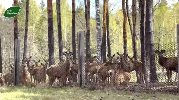 У лісах Волині побільшало оленів: де їх розвелося багато (відео)