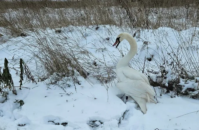 На Волині врятували знесиленого лебедя (фото)
