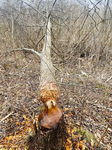 На Волині знайшли унікальну екосистему (фото)
