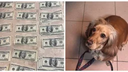 В «Устилузі» собака винюхав $30000 у вантажівці (фото)