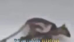 «Чупакабра» повернулася: невідому істоту помітили вдень посеред села  (відео)