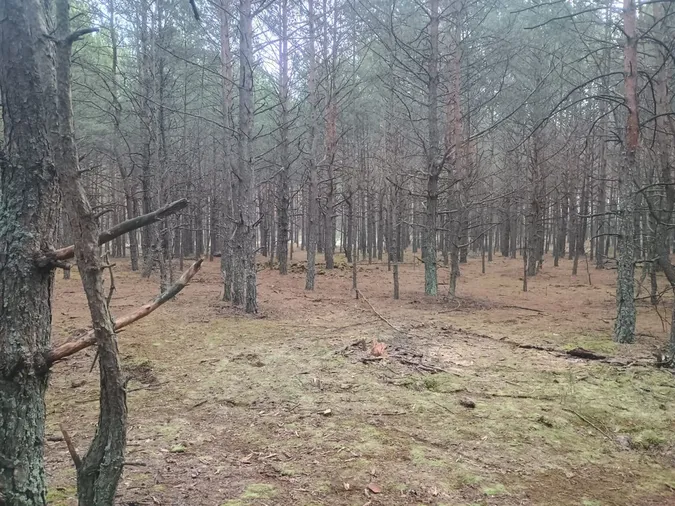 У лісі на Волині виявили гори сміття (фото)