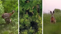 Таємне життя у лісах Полісся: дрони зняли унікальні кадри (фото)
