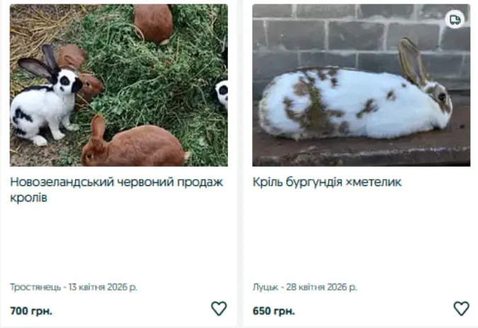Скільки коштують кролі на Волині (фото)