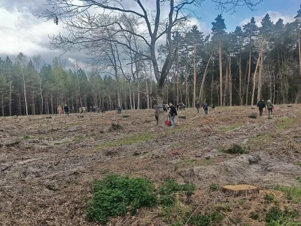 «Ліс пам'яті»: на Волині висадили дерева на честь загиблих Захисників-лісівників (фото, відео)