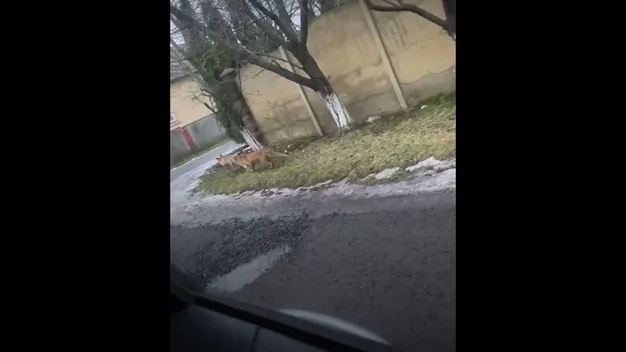 Хижі звірі розгулюють околицями Луцька (відео)