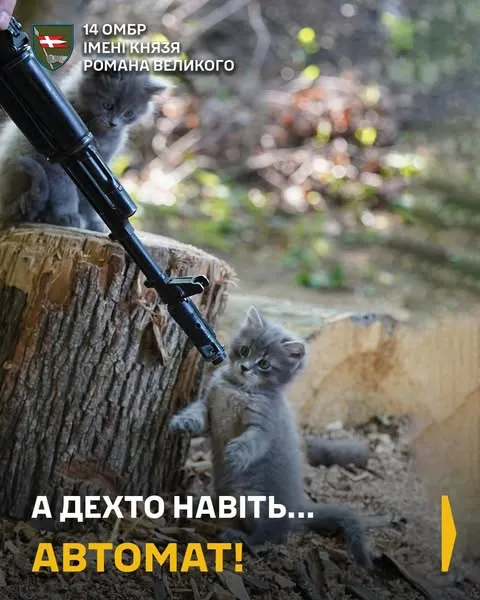 Показали муркотливих ангелів-охоронців артилеристів волинської бригади (фото)
