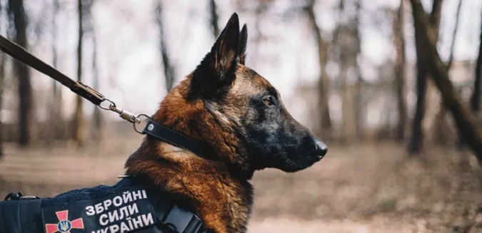 В ЗСУ розповіли, скільки службових собак загинуло внаслідок обстрілів РФ (відео)