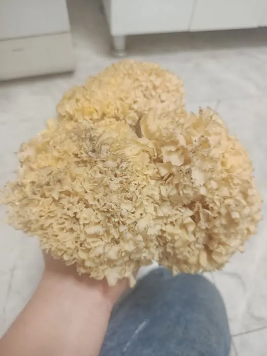 На Волині помітили рідкісну червонокнижну «баранячу голову» (фото)