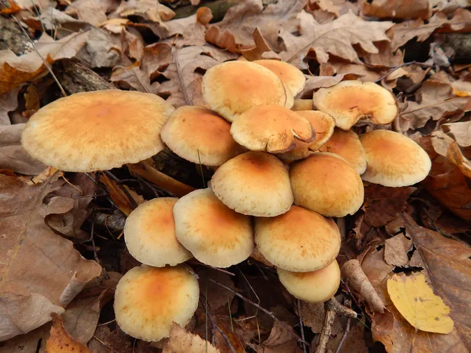 Які гриби можна побачити у нацпарку на волинському Поліссі (фото)
