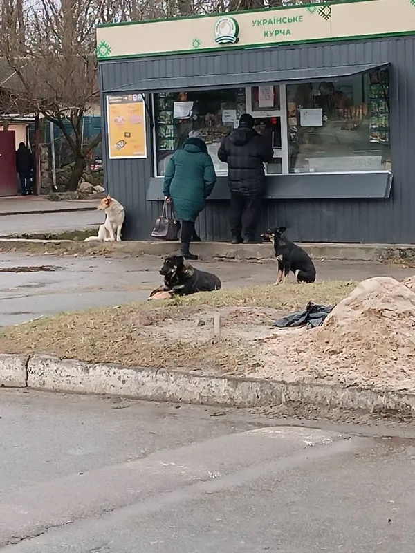 На Старовижівщині господарів каратимуть за собак, які вештаються містом (фото)