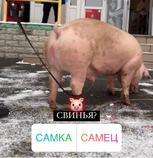 Зооскандал: працівники київського тату-салону хотіли набити куполи на свині (фото)