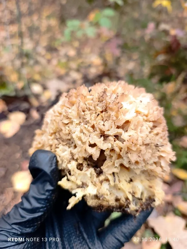 У лісі на Волині знайшли особливу баранячу голову (фото)