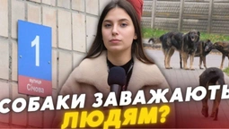 Агресивна зграя собак тероризує вулицю Січову в Луцьку: мешканці б'ють на сполох (відео)