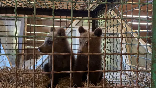 Два дні чекали маму-ведмедицю: у лісі в Карпатах на дереві знайшли двох ведмежат (фото)
