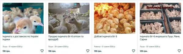 Скільки коштують курчата, каченята та індичата на Волині (фото)