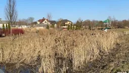 Замість русла – сухі джунглі: у Володимирі так і не взялися за розчищення річки у парку (фото)