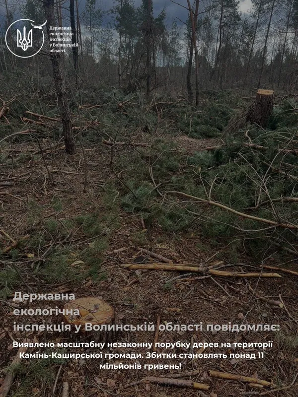 Зрубали 11 млн грн збитків: на Волині виявили незаконну вирубку лісу (фото)