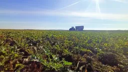 Вага одного – 1,5–2 кілограми: на Волині збирають врожай цукрового буряка (фото)