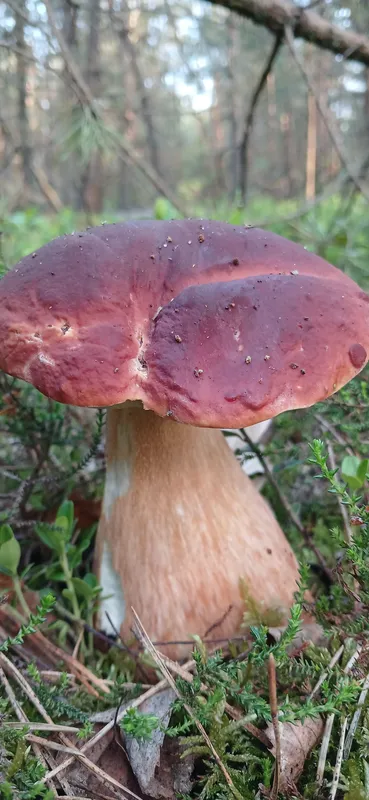 До лісів Волині рвонули по гриби: де збирають красноголовці та маслюки (фото)