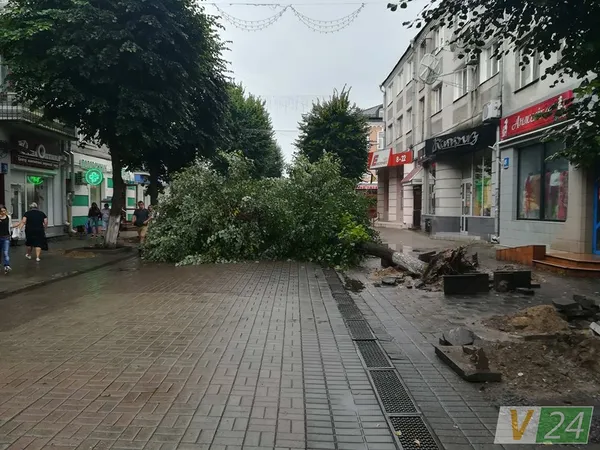Під час зливи у центрі Луцька завалилося дерево (фото)