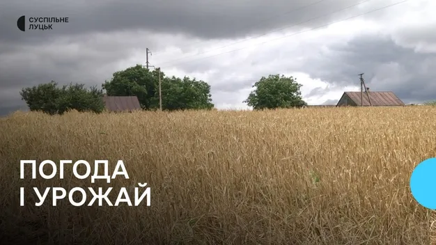 Чи вплине похолодання на збір урожаю на Волині: розповіли аграрії та синоптики (фото, відео)