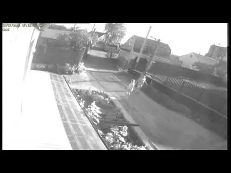 Бив ногою та цеглиною: через сусідські війни у Луцьку постраждав пес (відео)