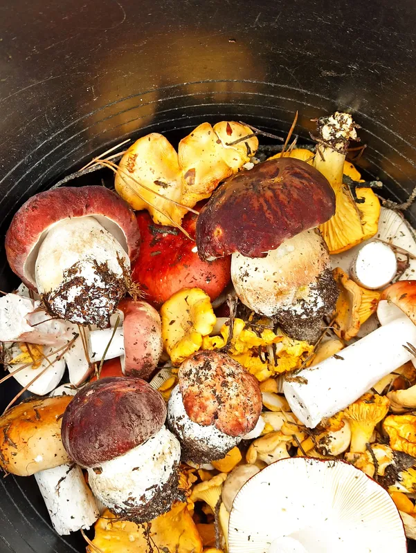 Готуйте кошики: на Волині – грибний бум: локації (фото)
