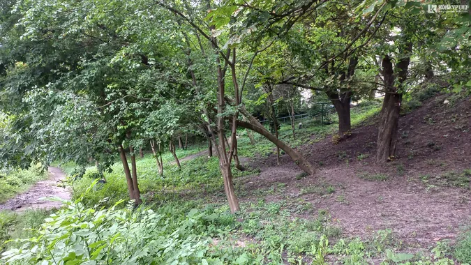 У луцькому ботанічному саду на Шопена падають дерева (фото)