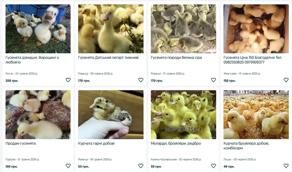 Скільки коштують курчата, каченята та індичата на Волині (фото)