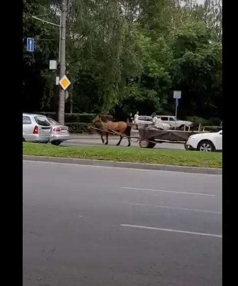 «Екотранспорт»: чоловік катався возом на проспекті в Луцьку (відео)