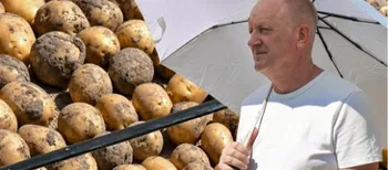 «Атол» і «Лариса» пережили цьогорічну спеку: на Волині показали 47 елітних сортів картоплі (фото, відео)