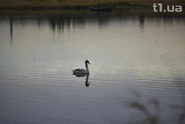 У Луцьку буде зимувати молода сім'я лебедів (фото)