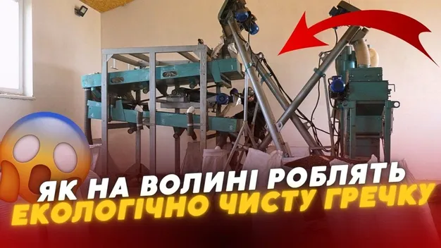 Як голова громади на Волині вирощує екологічно чисту гречку (відео)