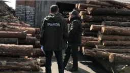 Сім обшуків – понад 700 кубів лісу: на Волині знайшли сумнівну деревину (фото, відео)