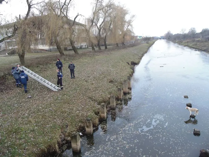 Волинські рятувальники витягнули собаку, який провалився під лід (фото)