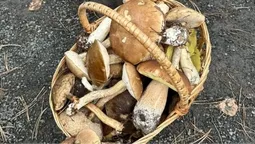 Ледь вмістилися у кошики: на Маневиччині показали грибний врожай (фото)