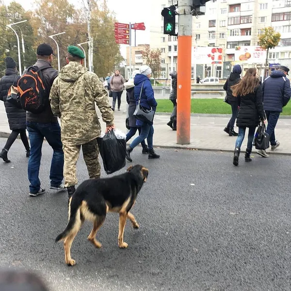 #Сім_сорок. Обережно! Кури на дорозі!