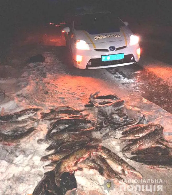 На Рівненщині «спалили» волинян зі 100 кілограмами щуки (фото)