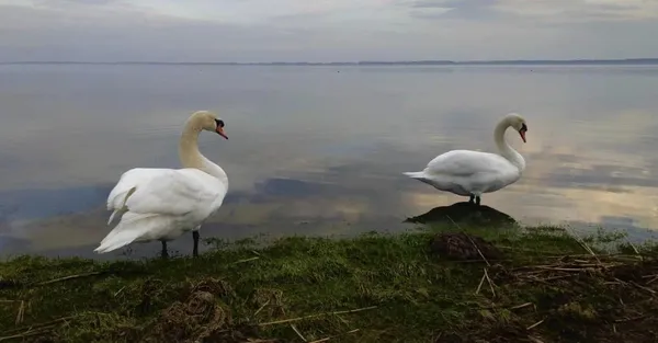 Чим зайнятись на Шацьких озерах: розваги, їжа, цікавинки (фото)