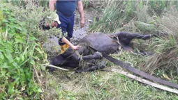 Три дні у водоймі: на Волині з каналу витягли коня (фото, відео)