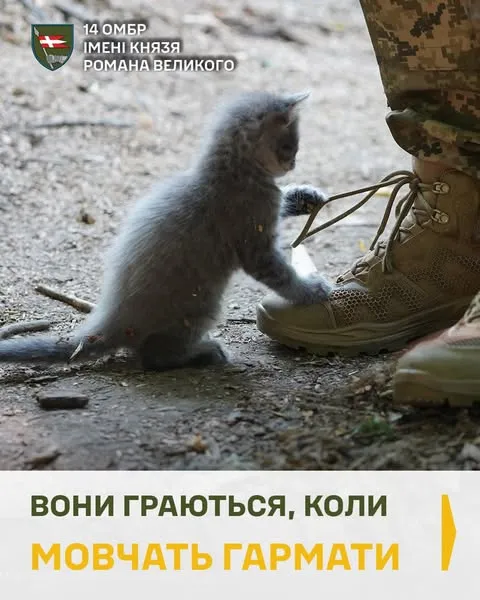 Показали муркотливих ангелів-охоронців артилеристів волинської бригади (фото)
