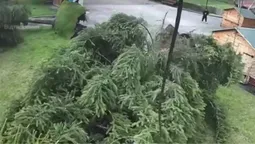 У міському парку на Волині вітер вирвав з корінням дві ялини (відео)